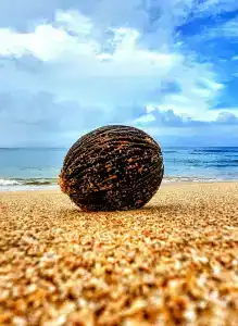 Sheraton Kosgoda Turtle Beach Resort - 49