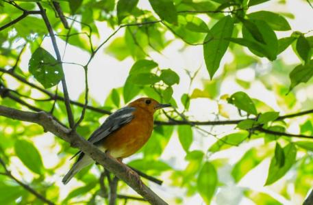 Back of Beyond - Pidurangala - 5