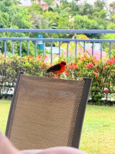 Bambous River Lodge - 11