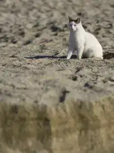 Alaiye Kleopatra - 28