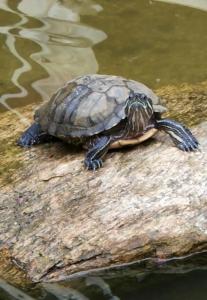 Кронон Парк - 61