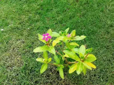 Lighthouse Nadia Aparts - 14