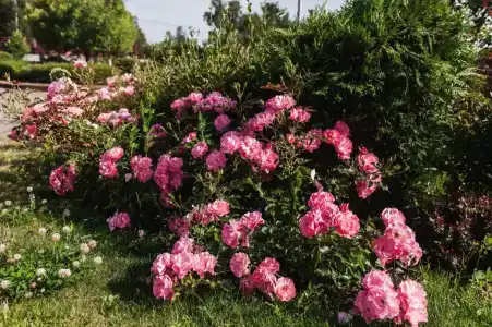 Country Club Olkhovka - 11