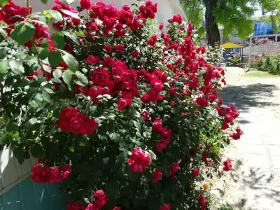 Peschanaya kosa Tourist base - 41