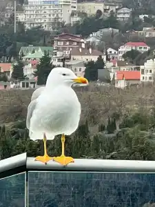 Zazerkalye Spa-Otel - 25