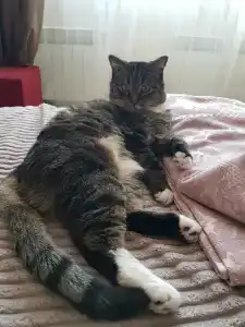 Diplomat by AGs Group - 31