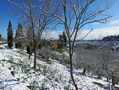 Rocca degli Olivi - 6