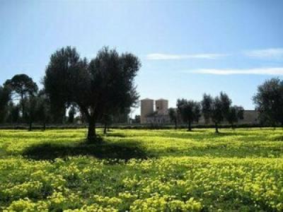 Masseria Corda di Lana - 33