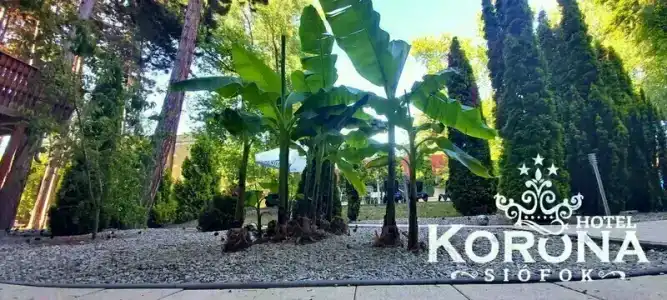 Korona - 8
