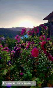 Chimgan Apple Garden - 7