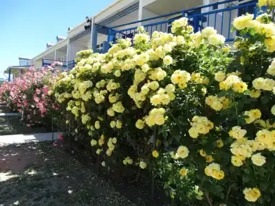 Peschanaya kosa Tourist base - 11