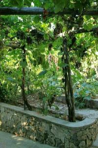 B&B Il Grappolo - 40