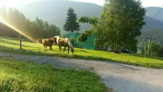 Penzion Alenka - 27