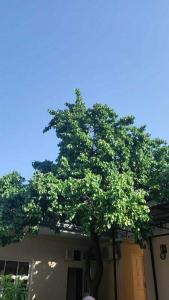 Gulnara Guesthouse - 30