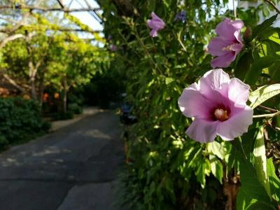 Villaggio Verde - 23