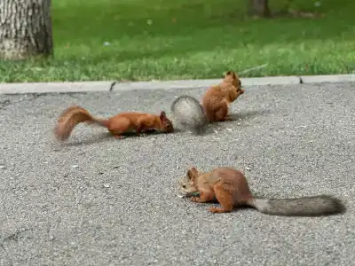 Okzhetpes Sanatorium - 76