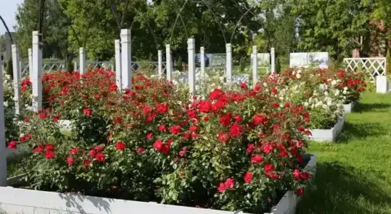 Usad'bu Mar'ino - 23