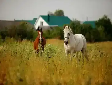Ресторанно-Гостиничный Комплекс Чернышевой - 6
