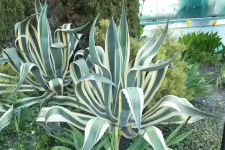 Odeon Guest House - 49