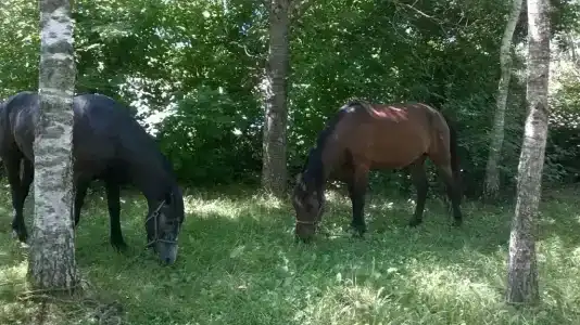 Lago-Naki Resort - 16