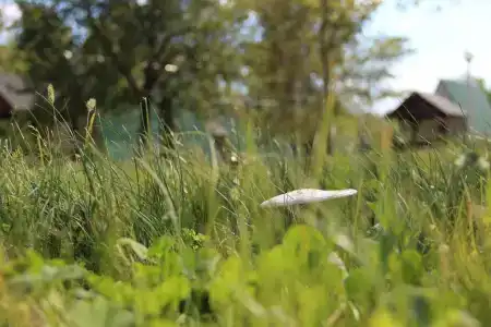 Izumrud - 10