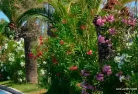 Medi Garden&Residence - 4