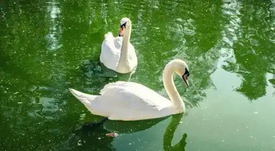 Usadba Meshcherskaya Park-Hotel - 85