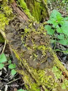 Kikino Na Vele Guest House - 31