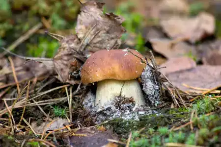 Ohotniche hozyaystvo Sechuga - 38