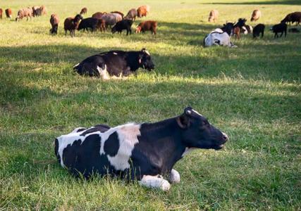 La Ferme de Reve - 38