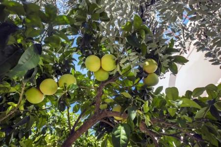 Bluesun Holiday Village Afrodita - 31