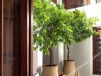 Les Jardins De La Médina - 34