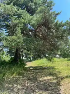 Центр Загородного Отдыха "Черёха" - 80