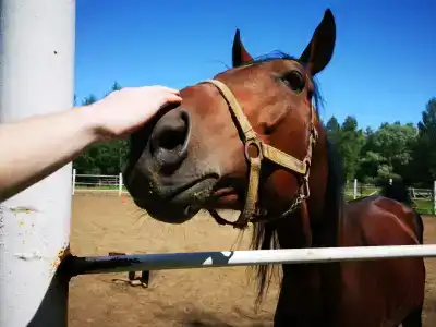 Belaya loshad Tourist base - 13