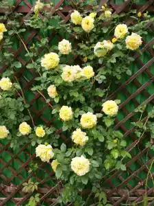 Malinka Guest House - 8