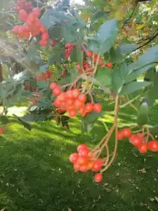 Malinka Guest House - 6