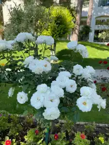 Papillon Ayscha Resort & Spa - All Inclusive Resort - 34