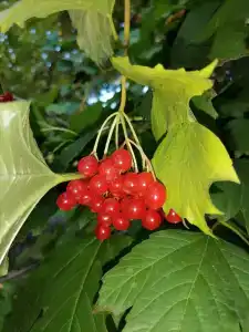 Malinka Guest House - 65