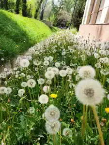 Sanatoriy Kazakhstan - 13