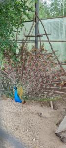 La Ferme de Reve - 87