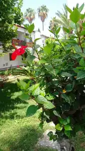 Antik Garden - All Inclusive - 80