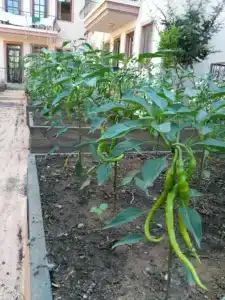 Vira Apart & Suits - 15