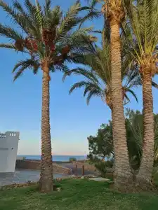 Domina El Sultan & Resort - 16