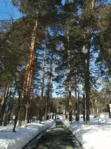 Sanatorium Sosnovyy bor - 59