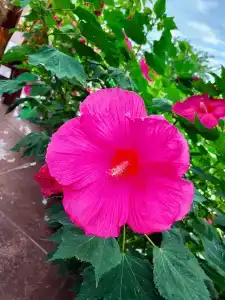 Baza otdykha Golden Sands - 47