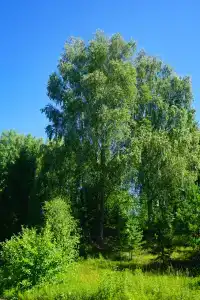 Парк-отель "Прибрежный Ярбург" - 79