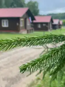 Экопарк Бобровый мыс - 100