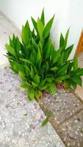 Antik Garden - All Inclusive - 84