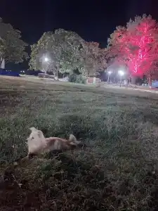 Park-otel Rubas - 39