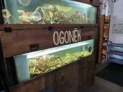 Cosmos Smart Vladivostok - 93